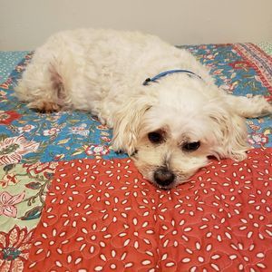 Meet your Posher, Molly